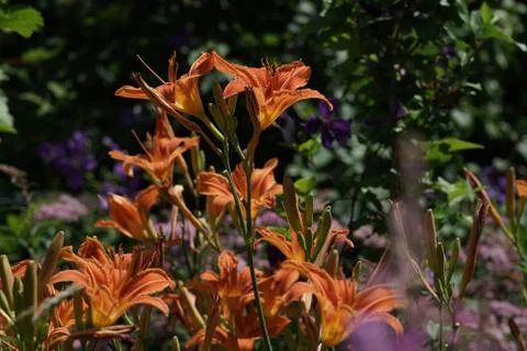 Selective focus of orange day lily in garden with purple and green background Stock-Fotos
