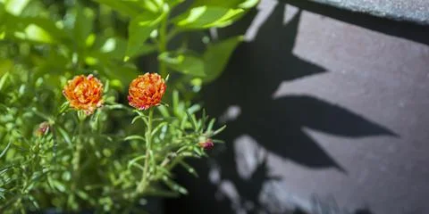 Selective focus of orange-red Periwinkle Rose with copy space text Foto stock