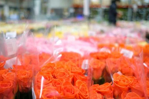 Selective focus on orange rose buds at wholesale flower shop base. Stock Photos