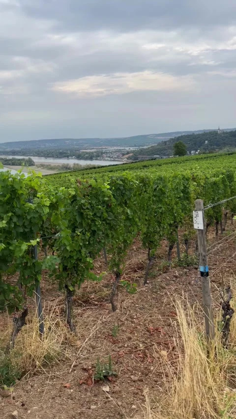 Selective focus orderly vineyard rows across the picturesque rdesheim landsca Stock Footage 345149239