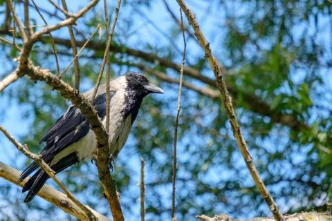 Selective focus on an ordinary gray crow sitting on a branch on a summer day. Stock Photos