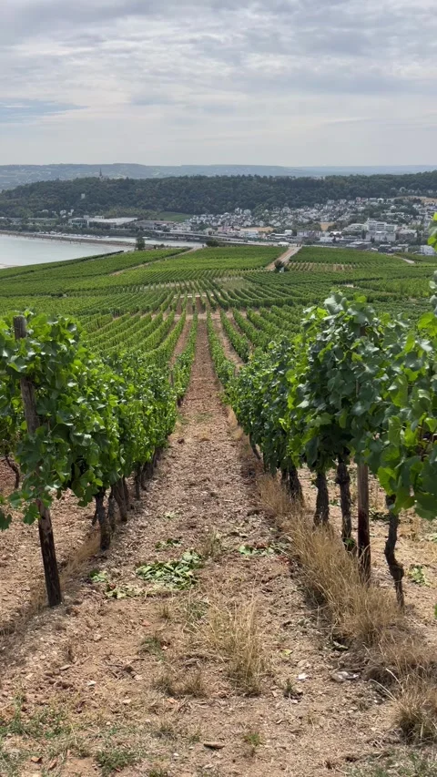Selective focus organized grapevines growing for wine production Stock-Footage 346068458