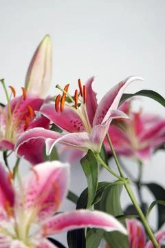 Selective Focus of Oriental Lily Stock Photos