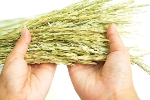 Selective focus on paddy dried rice on human hands Stock Photos