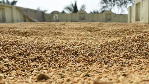 Selective focus of paddy seed kept under open air before storing Stock Photos