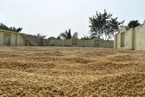 Selective focus of paddy seed kept under open air before storing Stock Photos