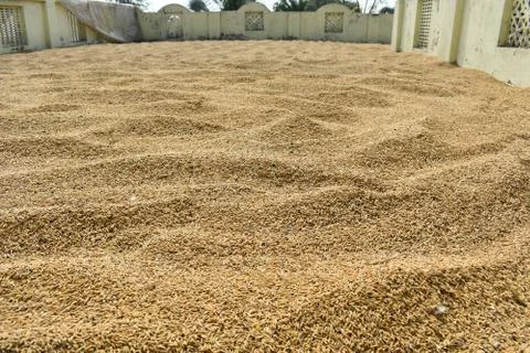Selective focus of paddy seeds kept under open air before storing Stock Photos