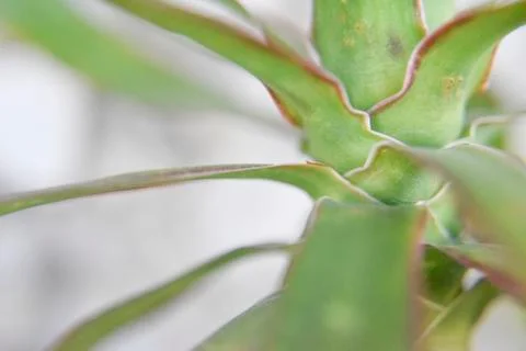Selective focus at the palm tree leaves near the stem Stock Photos