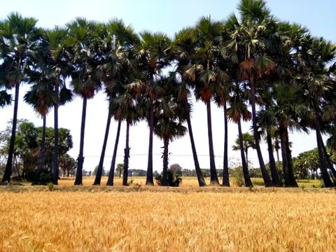 Selective focus palm tree trees and yellow grass Stock Photos
