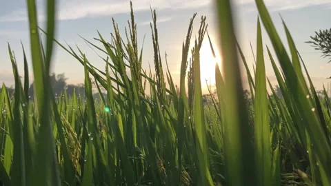 Selective Focus Pan To Left Green Riceplant-1 Stock Footage 344375172