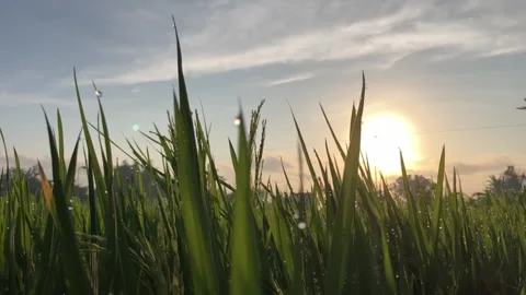 Selective Focus Pan To Left Green Riceplant a Stock Footage 344375591