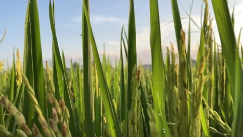 Selective Focus Pan To Right Green Riceplant Stock Footage 344375590