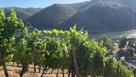 Selective focus on panoramic view of flourishing vineyards along the rhine Stock Footage 344802117