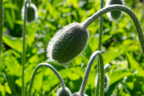 Selective focus of papaver rhoeas or common poppy, Flower buds is going to bl Stock Photos