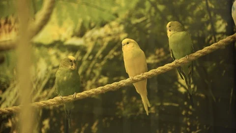 Selective focus of parrots sitting on rope Stock Footage 119589055