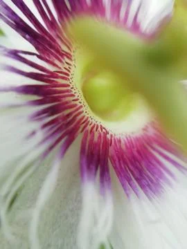 Selective focus on passion fruit flower blur background Foto stock