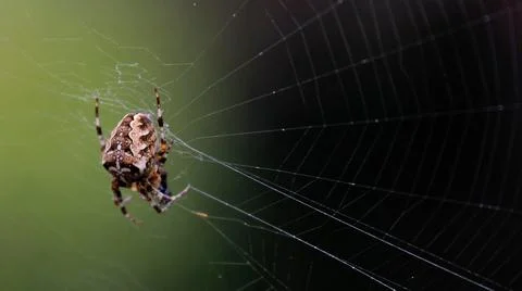 A selective focus of a patterned spider on the cobweb against the blurry dark Foto stock