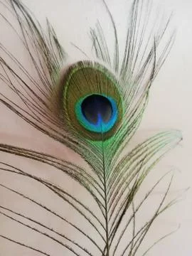 Selective focus on a peacock bird feather closeup view Stock Photos