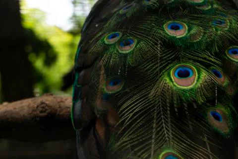 Selective focus. the peacock's tail Stock Photos