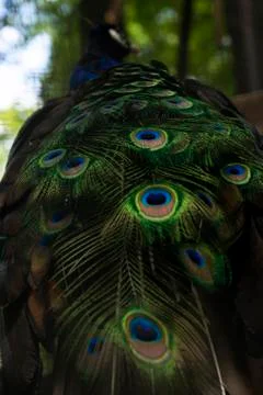 Selective focus. the peacock's tail Stock Photos