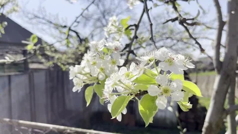 Selective focus pear blossom close up in backyard orchard Stock Footage 334328313