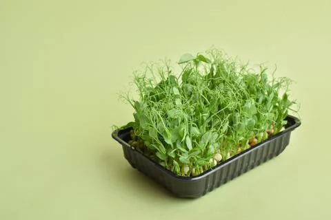Selective focus. Peas in a plastic container on a green background. Cultivati Stock Photos