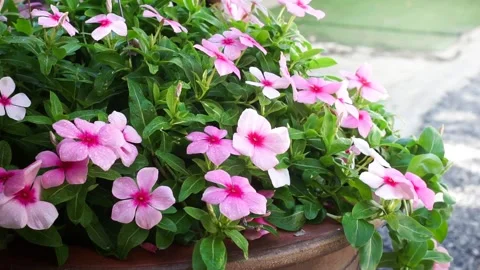Selective focus of Periwinkle Rose in plant pot Stock Footage 157343947