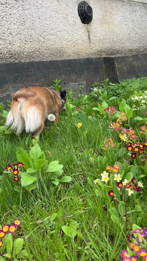 Selective focus pet dog among flowers in garden bed Stock Footage 334329082