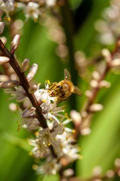 Selective focus photo of bee pollinating on white flowers. Stock Photos