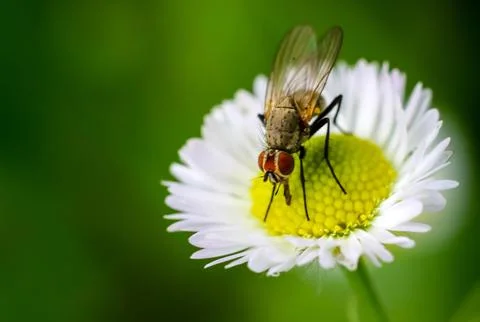 Selective Focus Photography of Bee on White Flower Stock Photos