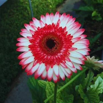 Selective Focus Photography of Pink and White Straw Daisy Flower - 1 Stock Photos