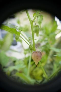Selective focus of Physalis minima or ground cherry or ciplukan fruit on tree Stock Photos