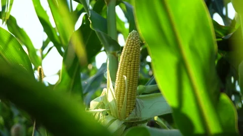 A selective focus picture of corn cob in organic corn field. Growing corn. Stock Footage 248359084