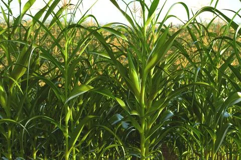 A selective focus picture of corn cob in organic corn field. Stock Illustration