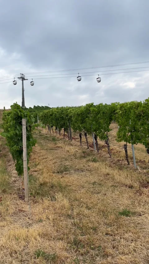 Selective focus picturesque vineyards on the steep slopes of rdesheim Stock Footage 345151124