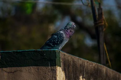 Selective Focus on a piegon with dark background sitting on edge of roof Foto stock
