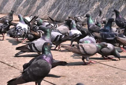 Selective focus on a pigeon Stock Photos