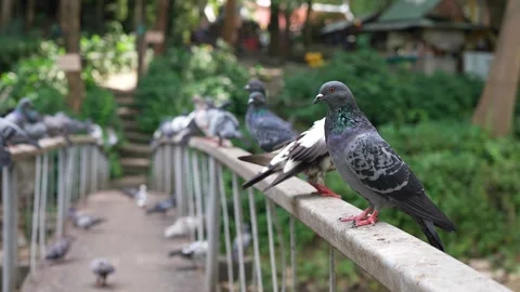 Selective focus pigeon standing on the bridge. Vídeo Stock 248666080