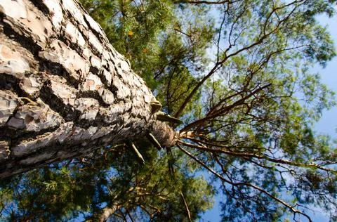 Selective focus on pine bark on background of blurred branches with needles. Stock Photos