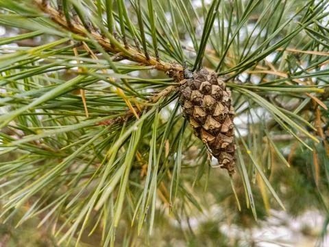 Selective focus of pine cone on pine branch in forest close up, soft focus Stock Photos
