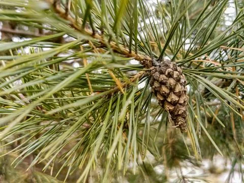 Selective focus of pine cone on pine branch in forest close up, soft focus Stock Photos