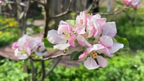 Selective focus pink apple blossoms blooming in spring Stockbeeldmateriaal 334328403