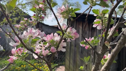 Selective focus pink apple flowers on branch in sunlight Stock Footage 334328436