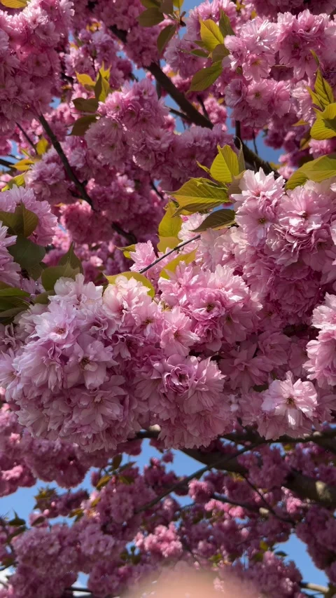 Selective focus pink cherry blossoms in soft light Stock Footage 334329282