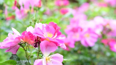 Selective focus pink flower in the garden in the spring season. Stock Footage 65032205