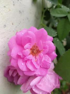 Selective focus on a pink flower with water drops blur background Foto stock