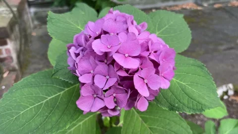 Selective focus pink hydrangea flower in close up Vídeos de archivo 345591208