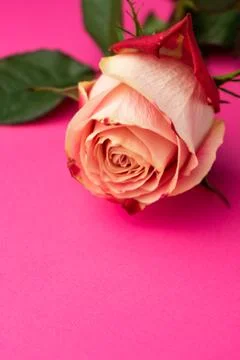 Selective focus, pink rose macro Stock Photos