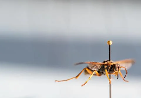 Selective focus on pinned paper wasp insect suspended over a blank surface. Foto stock