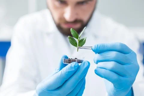 Selective focus of a plant being held with tweezers Stock Photos